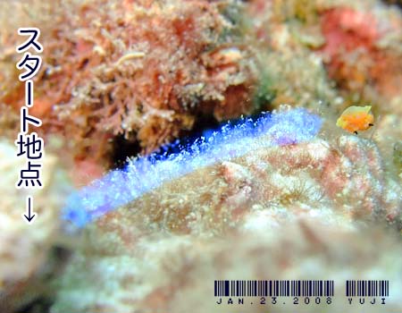 �E�~�R�`���E�̂P�� Siphopteron citrinum