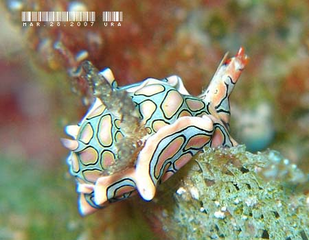 �g�E�����E�~�R�`���E Sagaminopteron psychedelicum