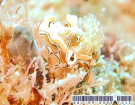 �g�E�����E�~�R�`���E Sagaminopteron psychedelicum