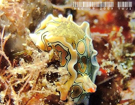 �g�E�����E�~�R�`���E Sagaminopteron psychedelicum