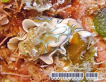 �g�E�����E�~�R�`���E Sagaminopteron psychedelicum