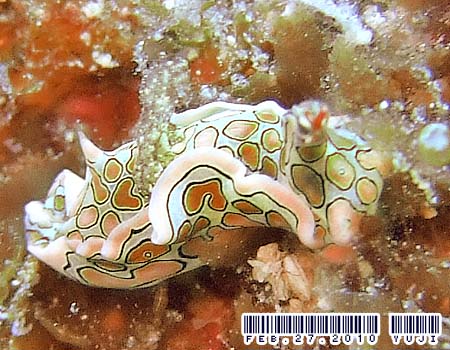 �g�E�����E�~�R�`���E Sagaminopteron psychedelicum