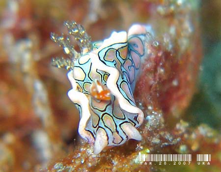 �g�E�����E�~�R�`���E Sagaminopteron psychedelicum