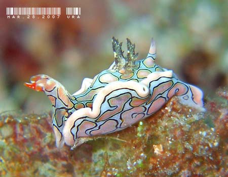 �g�E�����E�~�R�`���E Sagaminopteron psychedelicum