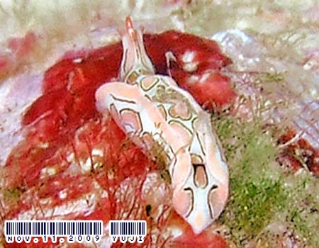 �g�E�����E�~�R�`���E Sagaminopteron psychedelicum