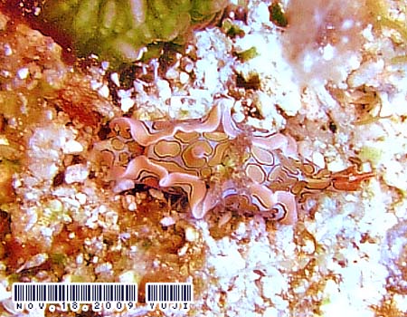 �g�E�����E�~�R�`���E Sagaminopteron psychedelicum