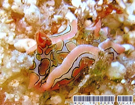 �g�E�����E�~�R�`���E Sagaminopteron psychedelicum