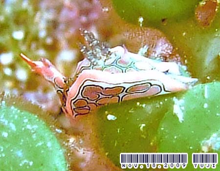 �g�E�����E�~�R�`���E Sagaminopteron psychedelicum