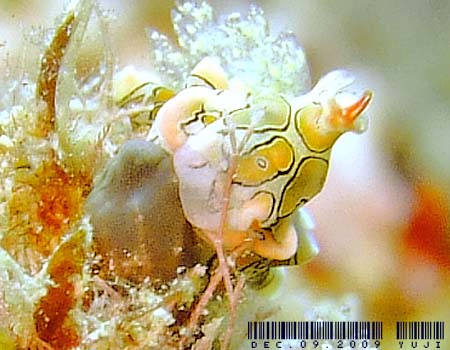 �g�E�����E�~�R�`���E Sagaminopteron psychedelicum