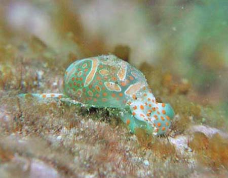 ~KLuhEKC Haminoea cymbalum