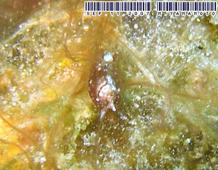 �u�h�E�K�C�Ȃ̂P�� Haminoeidae sp. 