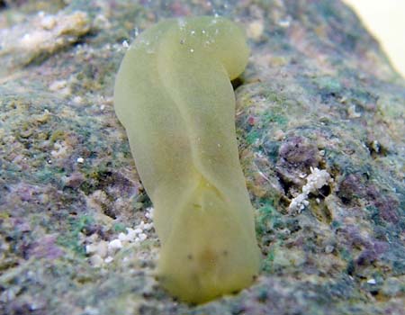 �`���E�`���E�~�h���K�C Phanerophthalmus smaragdinus