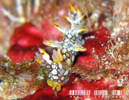 �q�I�h�V���r�E�~�E�V Bornella anguilla