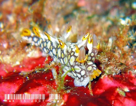 �q�I�h�V���r�E�~�E�V Bornella anguilla