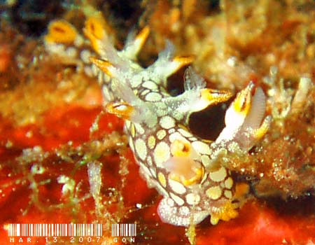 �q�I�h�V���r�E�~�E�V Bornella anguilla