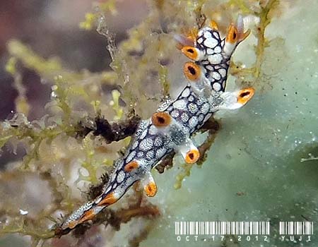 �q�I�h�V���r�E�~�E�V Bornella anguilla