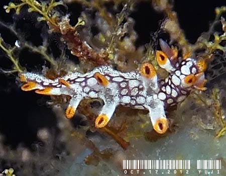 �q�I�h�V���r�E�~�E�V Bornella anguilla