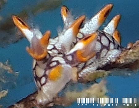 �q�I�h�V���r�E�~�E�V Bornella anguilla