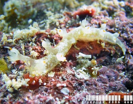 ���r�E�~�E�V Bornella johnsonorum