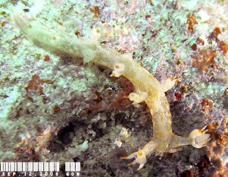 ���r�E�~�E�V Bornella johnsonorum