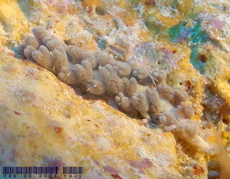 ���c�}�^�~�m�E�~�E�V�@Embletonia gracilis