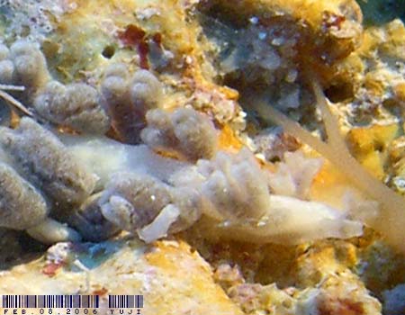 ���c�}�^�~�m�E�~�E�V�@Embletonia gracilis