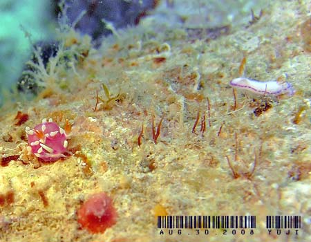 �i�����E�E�~�E�V Marianina rosea