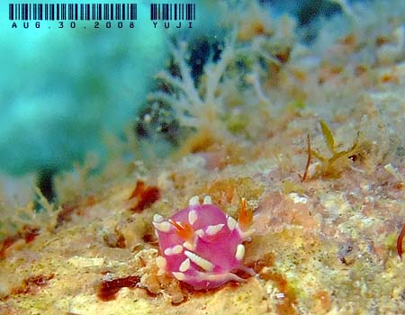 �i�����E�E�~�E�V Marianina rosea