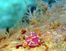 �i�����E�E�~�E�VMarianina rosea