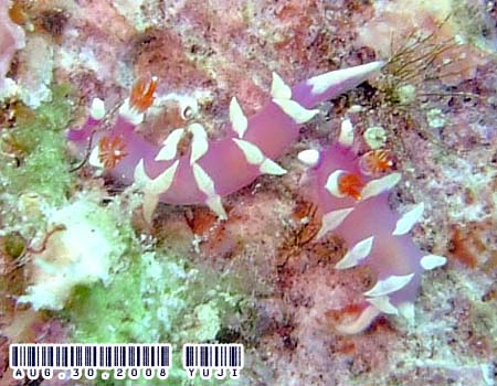 �i�����E�E�~�E�V Marianina rosea