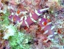 �i�����E�E�~�E�VMarianina rosea