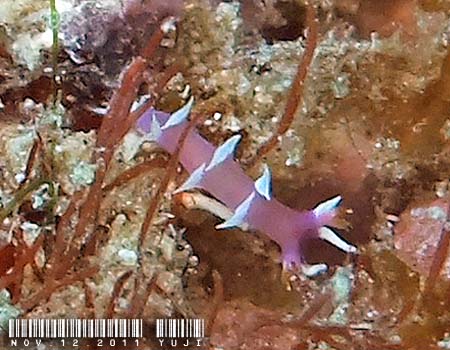 �i�����E�E�~�E�V Marianina rosea