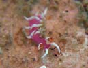 �i�����E�E�~�E�VMarianina rosea