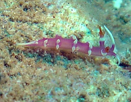 �i�����E�E�~�E�V Marianina rosea