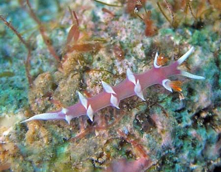 �i�����E�E�~�E�V Marianina rosea