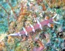 �i�����E�E�~�E�VMarianina rosea
