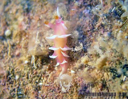 �i�����E�E�~�E�V Marianina rosea