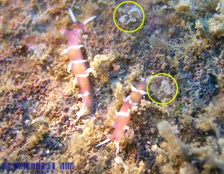 �i�����E�E�~�E�V Marianina rosea