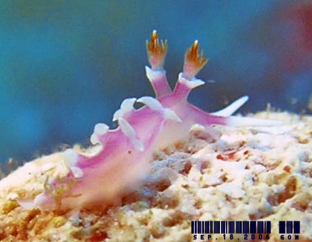 �i�����E�E�~�E�V Marianina rosea