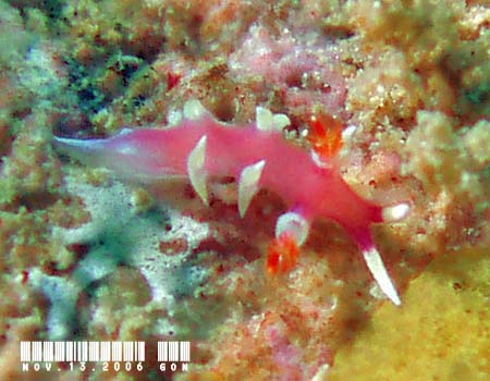 �i�����E�E�~�E�V Marianina rosea