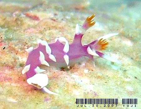 �i�����E�E�~�E�V Marianina rosea