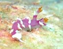 �i�����E�E�~�E�VMarianina rosea