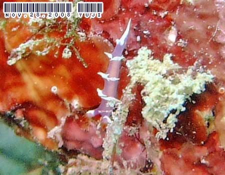 �i�����E�E�~�E�V Marianina rosea