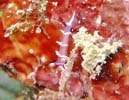 �i�����E�E�~�E�VMarianina rosea