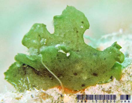 �����E�~�E�V Notobryon wardi