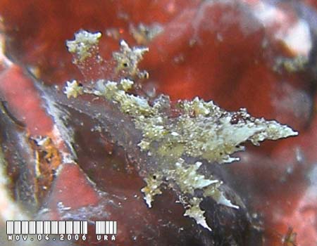 �J���W�V�E�~�E�V anolus mirabilis