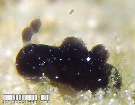 �n���b�N�T�E�~�E�V Harllaxa indecora