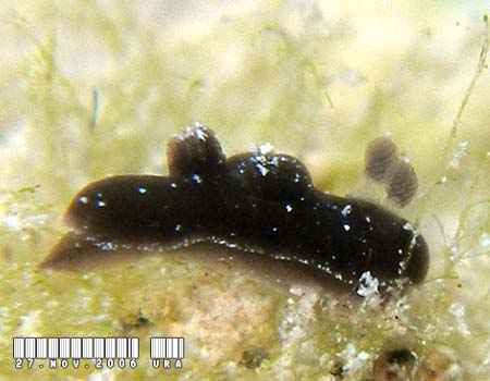 �n���b�N�T�E�~�E�V Harllaxa indecora