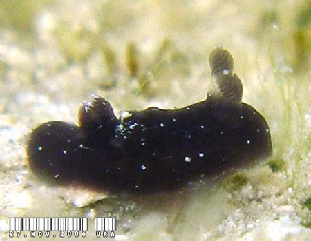 �n���b�N�T�E�~�E�V Harllaxa indecora