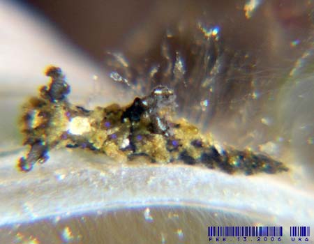 �Z���j���E�~�E�V Aegires exeches